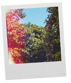 Bitter Citrus Foras  GATHER