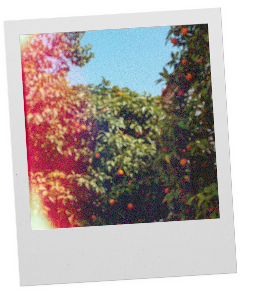 Bitter Citrus Foras