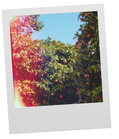 Bitter Citrus Foras