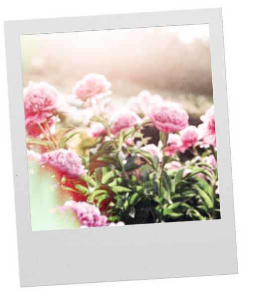 La Vie En Fleurs Bienaimé