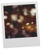 Mushroom Forest Foras  GATHER