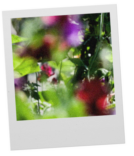 Summer Vine Foras